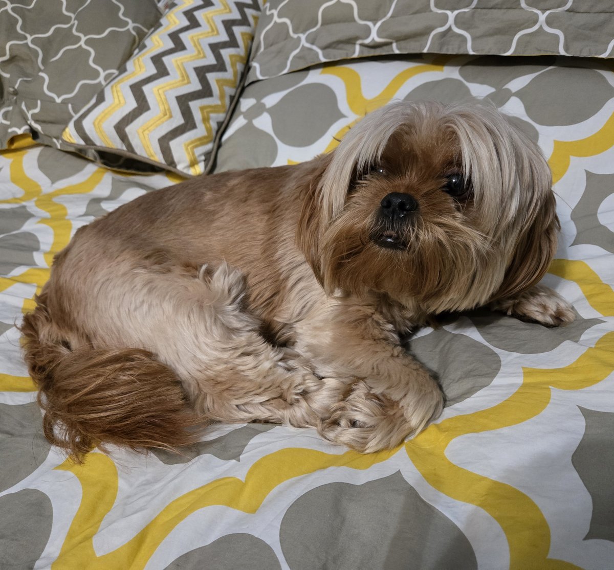 I Love Chilling on the Bed